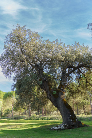 old holm oak ,Quercus ilex, in a green grassy meadow with a blue sky with clouds
