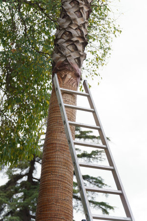 metal ladder supported by a palm tree, autumn tree pruningの写真素材