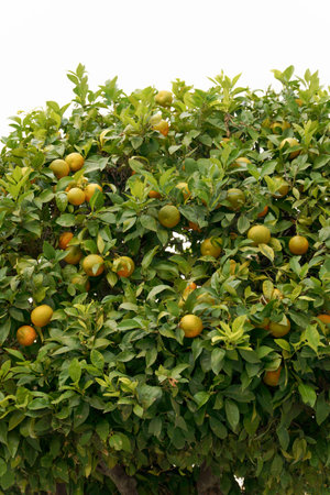 leafy tangerine tree isolated on white backgroundの写真素材