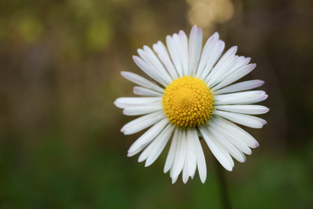 close-up of a beautiful white daisy in the field with background out of focus and copy spaceの写真素材