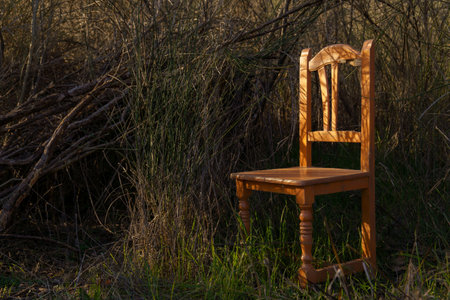 sunlit wooden chair hidden in the forestの写真素材