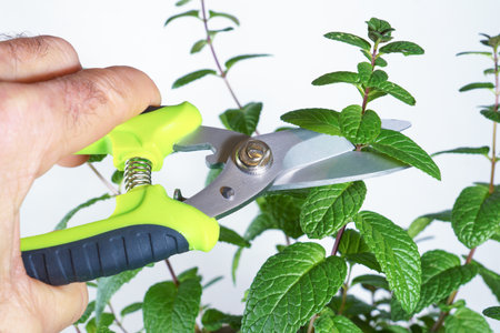 close-up of man's hand with pruning shears cutting the branch of a plant on a white background