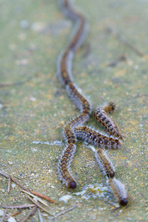 row of pine processionary caterpillars, Thaumetopoea pityocampa, on the ground of a pine forest
