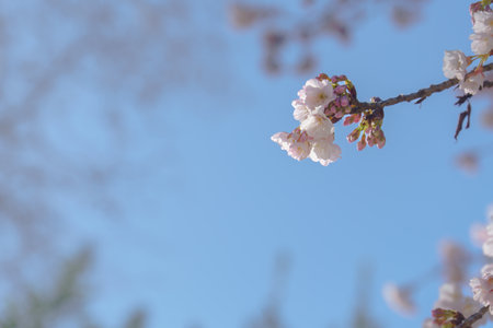 close-up of a cherry blossom branch with blue sky in the background
