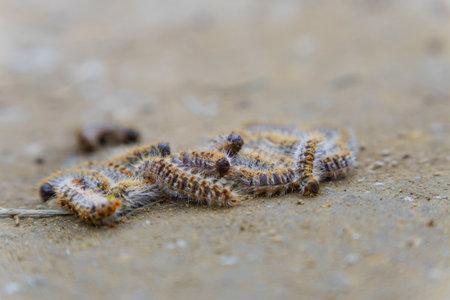 group of pine processionary caterpillars, Thaumetopoea pityocampa, on the ground of a pine forest