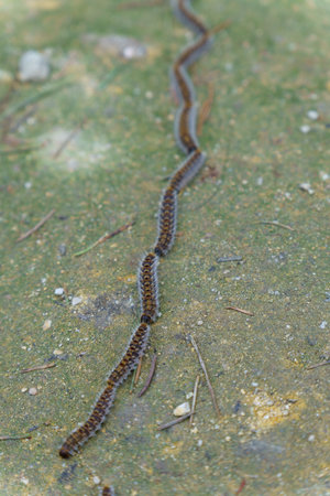 row of pine processionary caterpillars, Thaumetopoea pityocampa, on the ground of a pine forestの写真素材