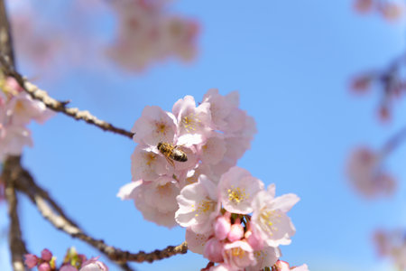 close-up of a bee in flight pollinating cherry blossoms with blue sky in the backgroundの写真素材