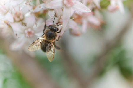 close-up of a bee pollinating white flowers with out-of-focus backgroundの写真素材