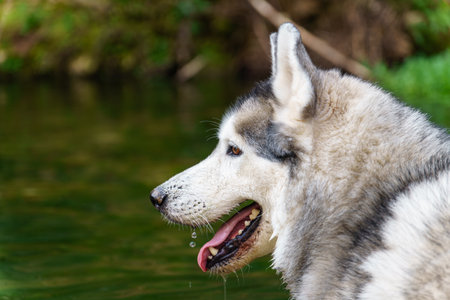 close-up profile view black and white siberian husky drinking water in a river