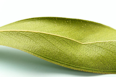 macro photograph detail of a green leaf on a white background