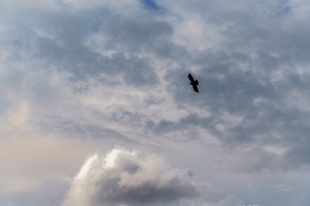 black raven with open wings flying in a dramatic cloudy sky