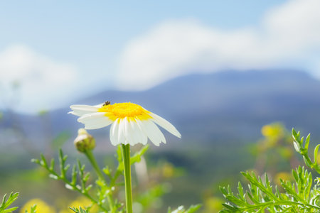 close-up of a daisy with an insect on its leaves and a mountain landscape in the backgroundの写真素材