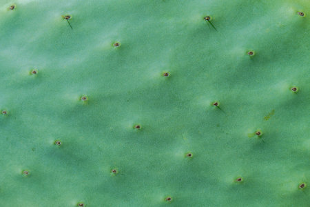 photographic background close-up detail of a cactusの写真素材