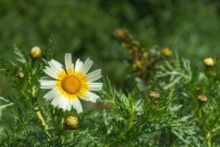close-up of a daisy variety Glebionis coronaria in the wildの写真素材