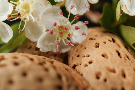 Almond shells lie near delicate almond blossoms, showcasing the beauty of nature's cycle from flower...