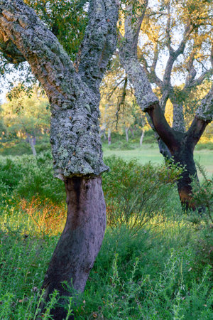 Cork oak trees with stripped bark in a field with green grass and bushesの写真素材