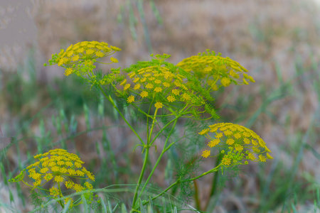 Close-up of a wild parsnip plant with yellow flowers, growing in a natural environmentの写真素材