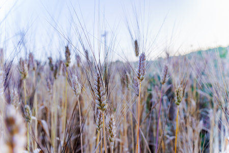 Wheat field swaying gently in the breeze at sunsetの写真素材