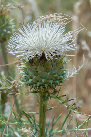 Close-up of a flowering milk thistle (Silybum marianum) with pointed leaves, showing its delicate beauty in a natural setting.の写真素材