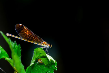 Large red damselfly is standing on a vibrant green leaf against a dark backgroundの写真素材