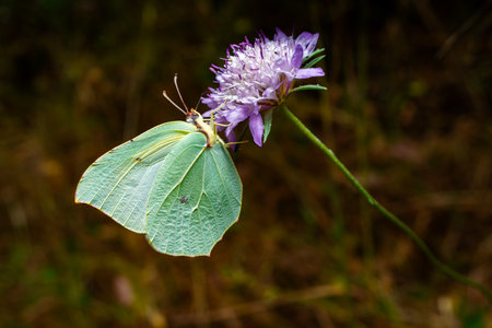 Brimstone butterfly (gonepteryx rhamni) feeding on a purple flower in a natural environmentの写真素材