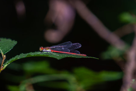Large red damselfly is standing on a green leafの写真素材