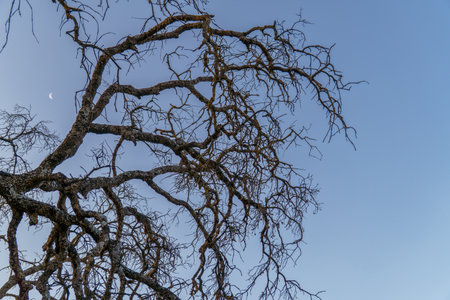 Intricate network of bare branches against a twilight sky with a visible crescent moon evokes a sense of tranquility and the passage of timeの写真素材