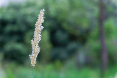 Close-up of a delicate blade of grass with a blurred green background, showing the beauty of nature's simplicityの写真素材