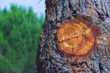 Close-up of golden resin dripping from a cut in a pine tree trunk, with a blurred forest backgroundの写真素材