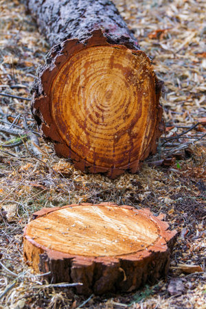 Close-up of a freshly cut pine tree trunk displaying prominent growth rings, highlighting logging activities and forestry conceptsの写真素材