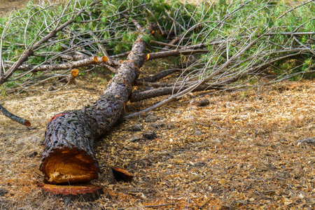 Large pine tree lying on the ground, surrounded by branches and wood chips, showing signs of recent...