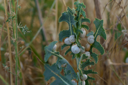 Cluster of snails resting on a spiny green plant in natureの写真素材