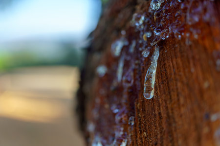 Close-up of glistening resin droplets oozing from a trunk of a pine tree, forming a sticky, viscous...