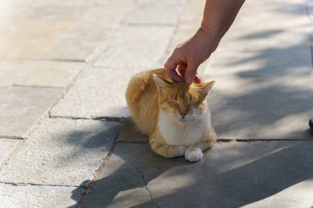 Hand stroking a ginger cat lying on a stone pavement, enjoying the sun and the affectionの写真素材