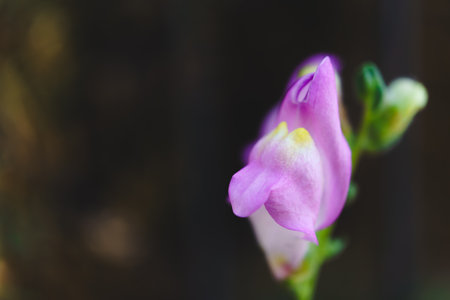Pink snapdragon flower blooming in a garden, displaying its delicate petals and vibrant colorの写真素材