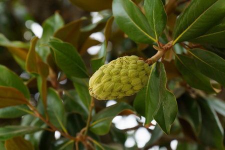 Close-up of a magnolia seed pod growing on a branch, surrounded by vibrant green leaves