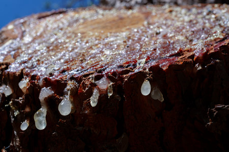 Tree resin dropping from a cut pine wood stump in nature, showing natural healingの写真素材