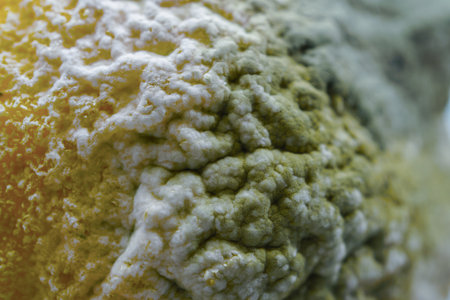 Mold and fungus growing on a decaying lemon fruit surface, showing decomposition