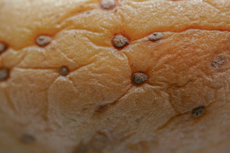 macro photography of a Wrinkled Potato skin showing decay and texture close-up