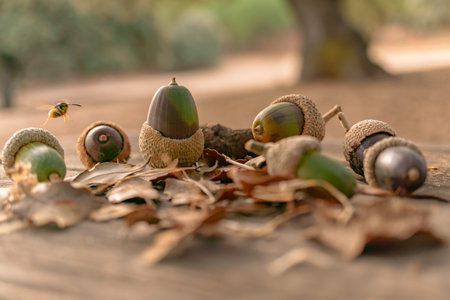 Acorns on a wooden surface surrounded by dried oak leaves, with a wasp hovering above in an outdoor autumn settingの写真素材