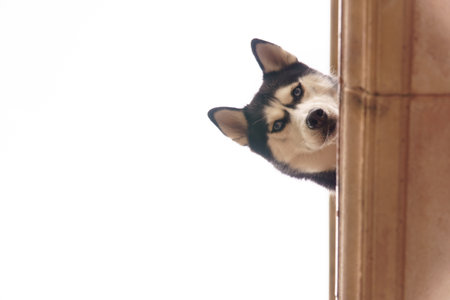 Siberian husky dog with blue eyes peeking nervously from behind a wall, looking directly at the cameraの写真素材