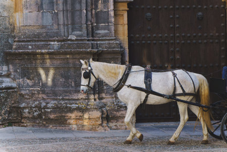 White horse wearing a harness, pulling a carriage, walking on a cobblestone street past an old stone building with a wooden doorの写真素材