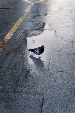 Pigeon walking in a wet puddle on a granite sidewalk, reflecting the sky and surrounding urban environment after rainの写真素材