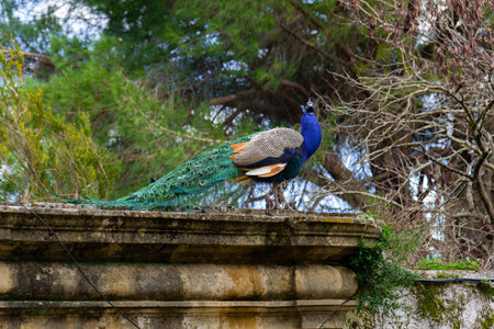 Peacock displaying colorful plumage and long tail feathers, standing on a historic stone wall with green trees in the backgroundの写真素材