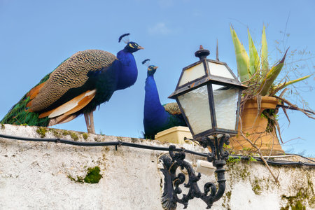 Two vibrant peacocks are perched on a weathered white wall under a clear blue sky, next to an ornate...