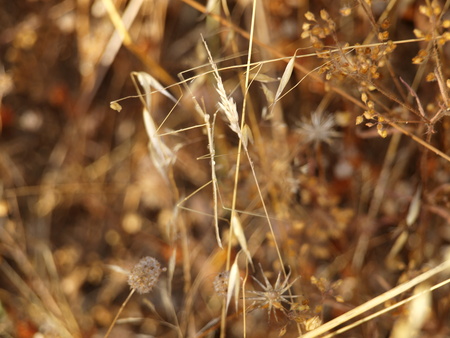 stick insect