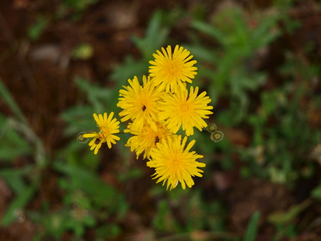 dandelion flowers