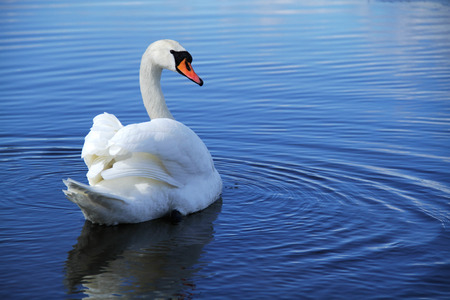 Swan swimming on blue water