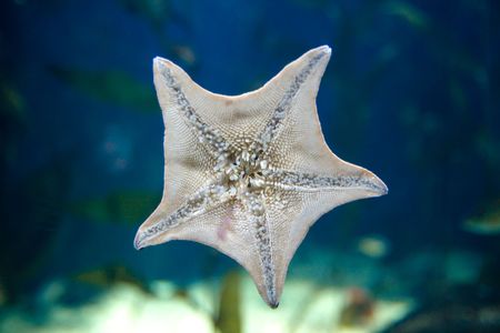 Starfish showing his private side
