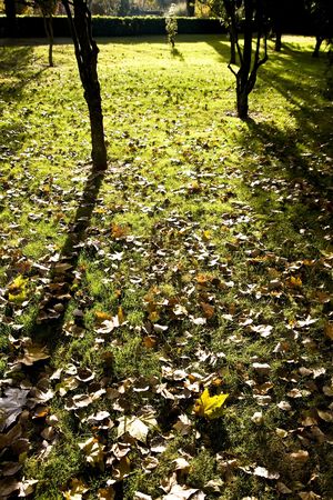Typical autumn scene captured in the park .の写真素材